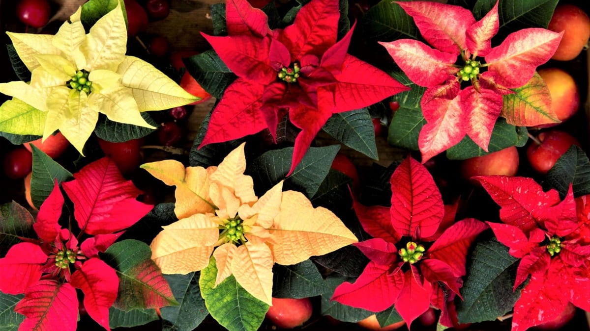 Vánoční hvězda: Nepsané pravidlo říká, že jakmile začnou listy opadávat, je už většinou na záchranu rostliny pozdě.