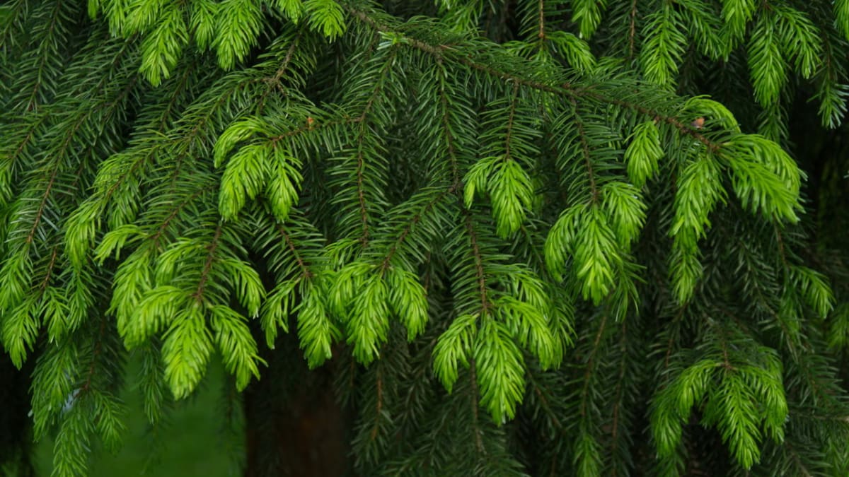 Smrk ztepilý/Picea abies - detail