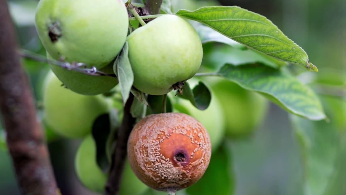 Jednou z nejčastějších chorob jablek je moniliová hniloba. Projevuje se hnědou hnilobou a soustřednými kruhy světle hnědých výtrusnic na povrchu plodů. 