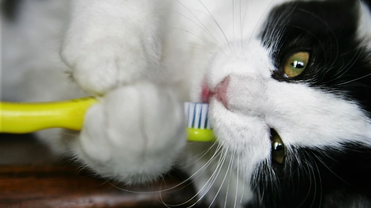 Jak čistit kočkám zuby 4