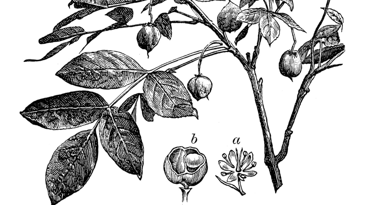 Klokoč zpeřený (Staphylea pinnata) na dobové rytině