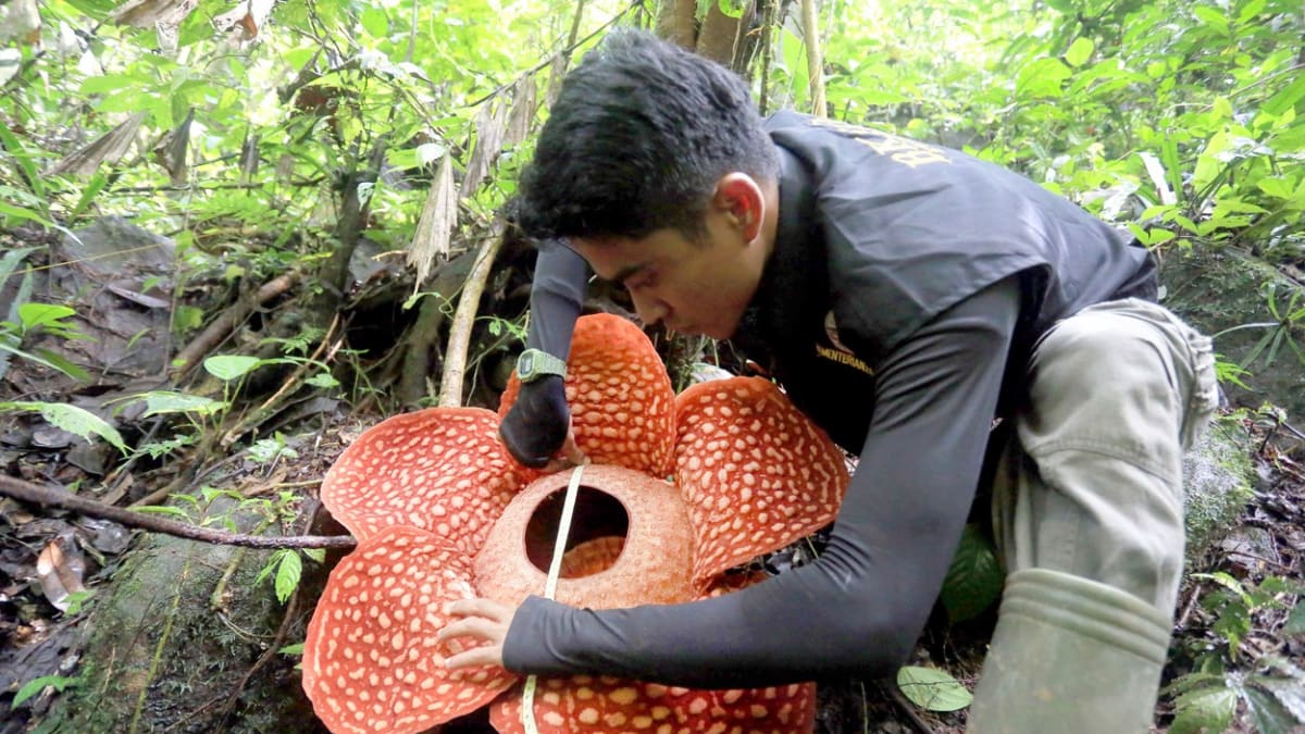 Rafflesia tuan-mudae 6