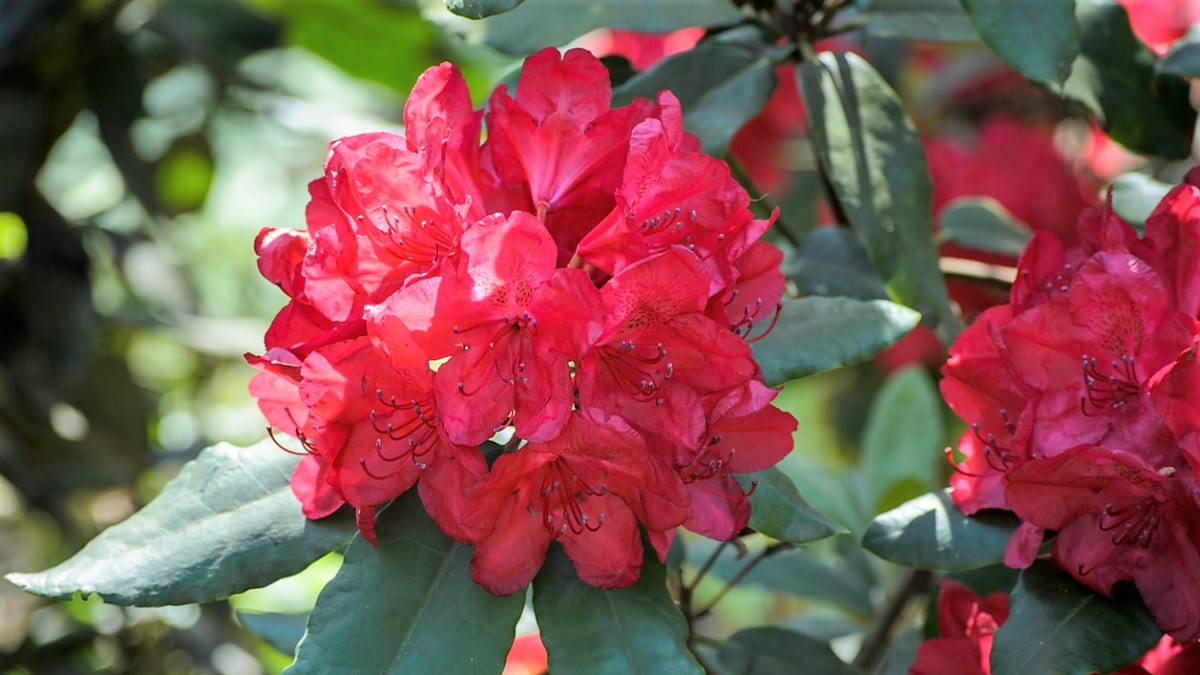 Rododendrony (Rhododendron)  i po odkvětu potřebují naši péči.