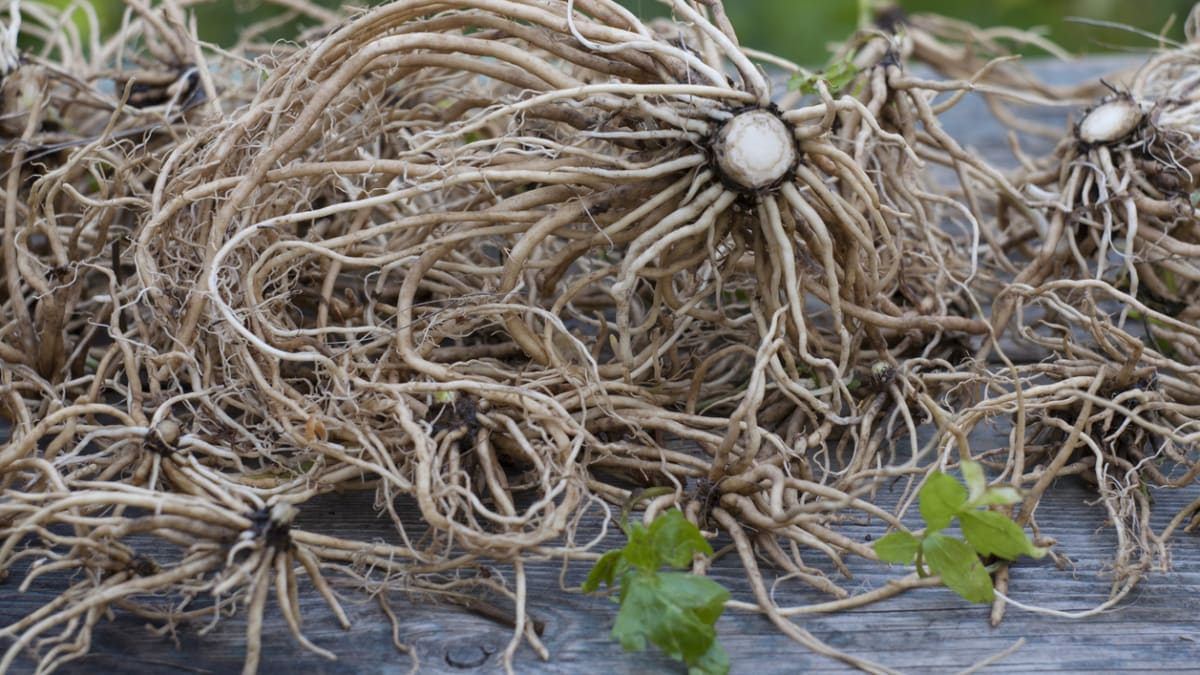 Kozlík lékařský (Valeriana officinalis) - kořeny