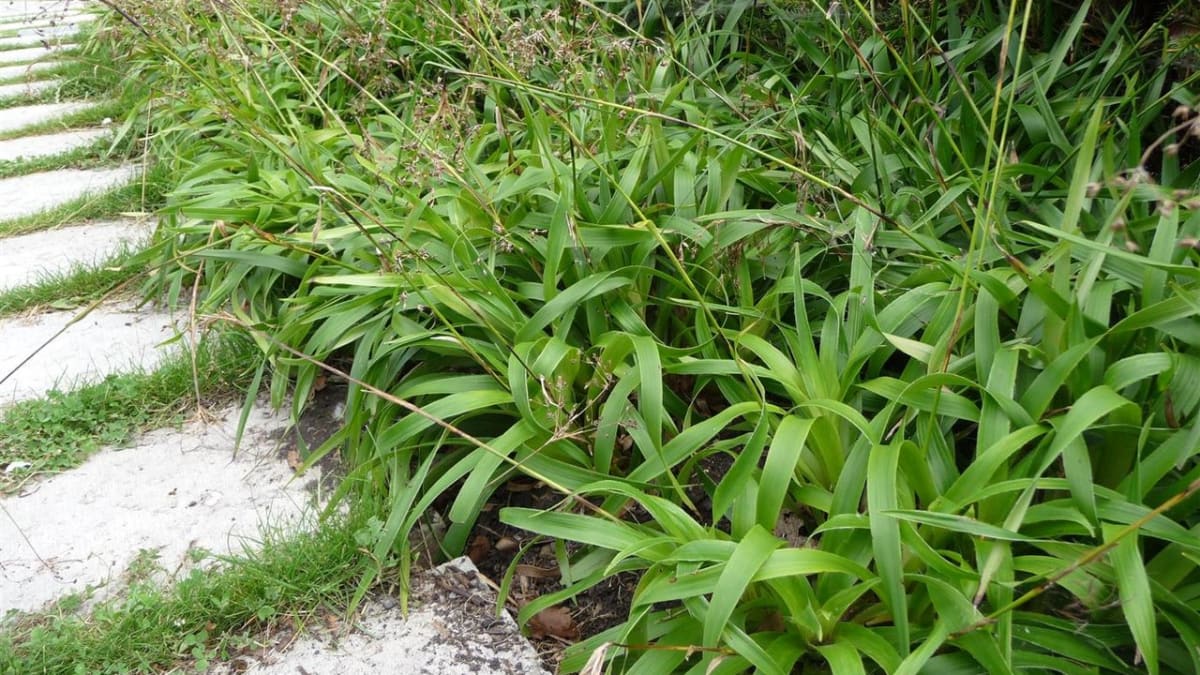 Stínomilné okrasné traviny - Obrázek 1 - Bika lesní (Luzula sylvatica)