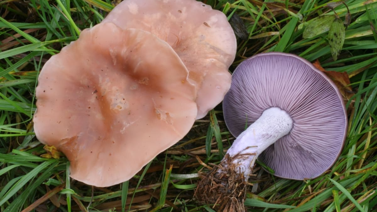 Podzimní houby - Obrázek 4 - Čirůvka fialová (Lepista nuda)