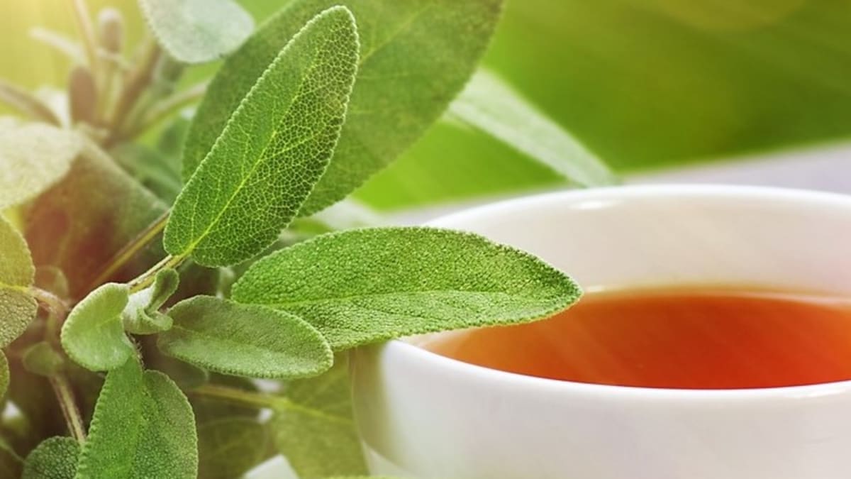  Šalvějový čaj prospívá lidskému zdraví, a proto by ho měl každý pít denně, neboť potom bude sotvakdy nemocen.