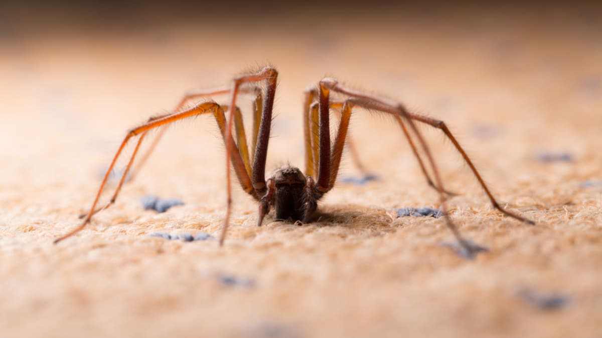 Pavouky do domů lákají i špatné lidské návyky.