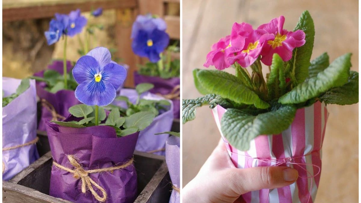 Darujte jarní květinu v originálním balení 4