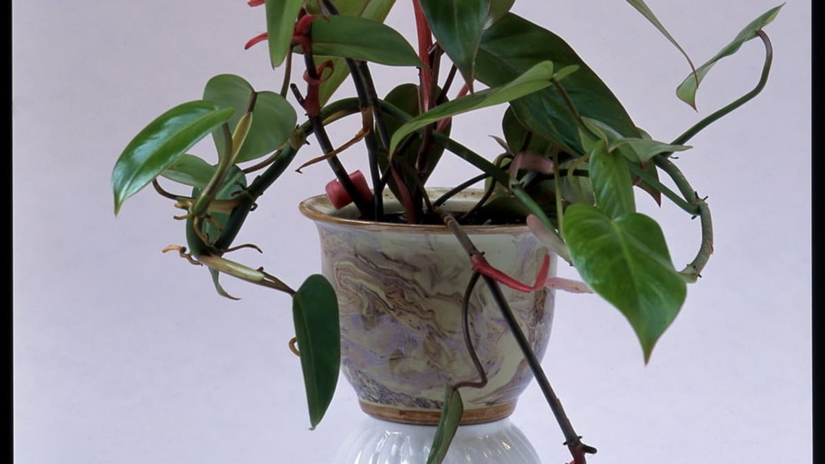 Filodendron/Philodendron "Red Emerald"
