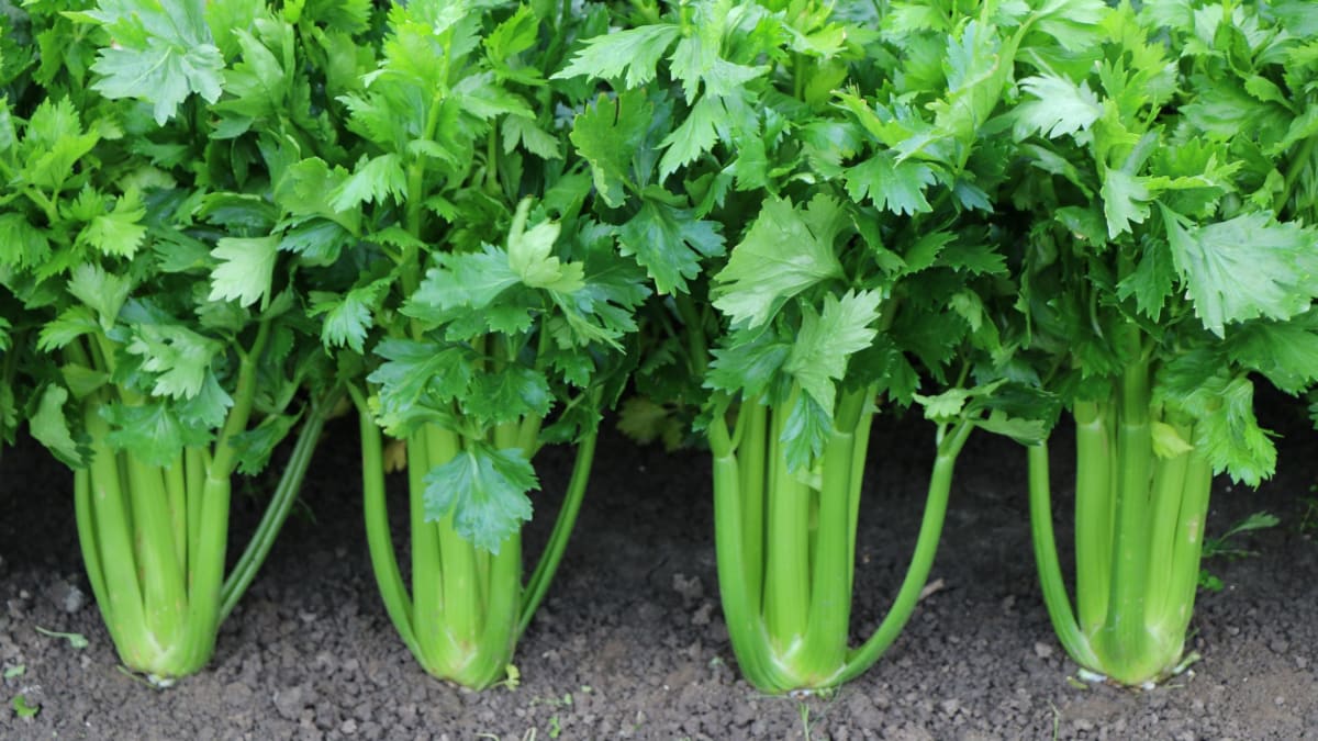 Jak se pěstuje řapíkatý celer?
