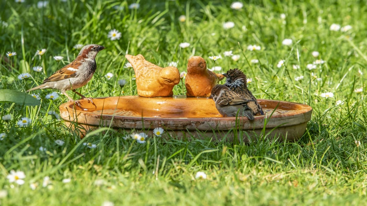 Celoroční dokrmování a pestré zahrady mohou pomoci s úbytkem ptactva 5