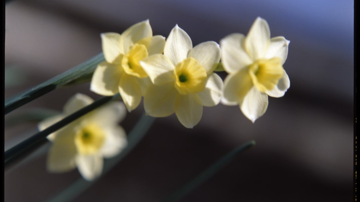 Narcis/Narcissus sp.