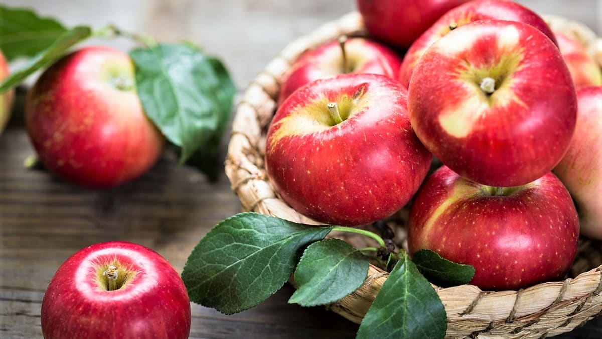 Jablka sklízíme od konce léta do listopadu, protože existuje nespočet odrůd jabloně domácí (Malus domestica) a každá má svůj čaj sklizně.