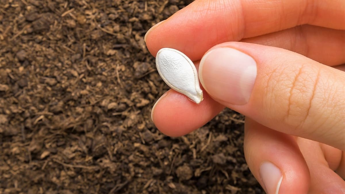 Přímý výsev semen na záhon v druhé polovině května je mnohdy efektivnější, protože semena vysetá do teplé půdy vzejdou zhruba za deset dnů a brzy doženou a často i předběhnou v růstu i vývoji předpěstované rostliny teplomilné zeleniny.