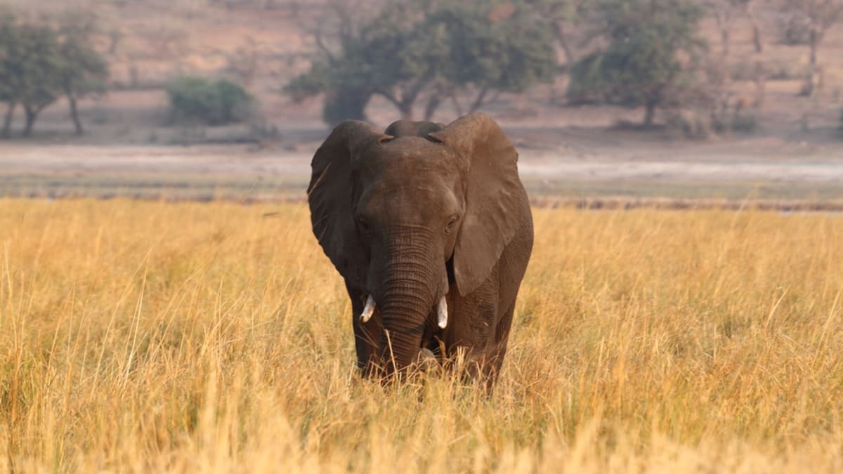 Sloni chodí do indických vesnic kvůli potravě čím dál častěji.