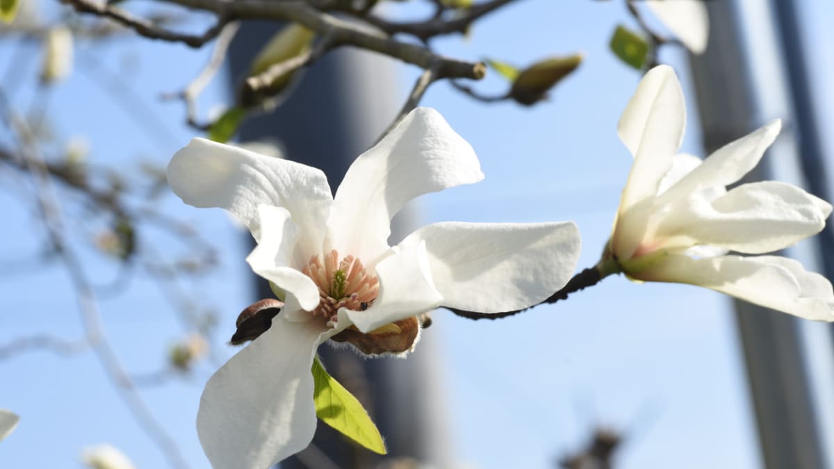 Magnólie: Vznešené krásky jarních zahrad právě vykvétají 4