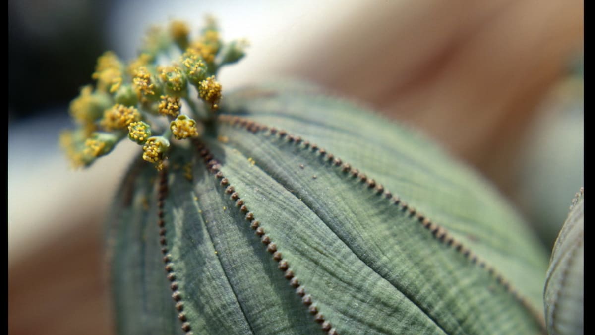 Euforbie/Euphorbia obesa