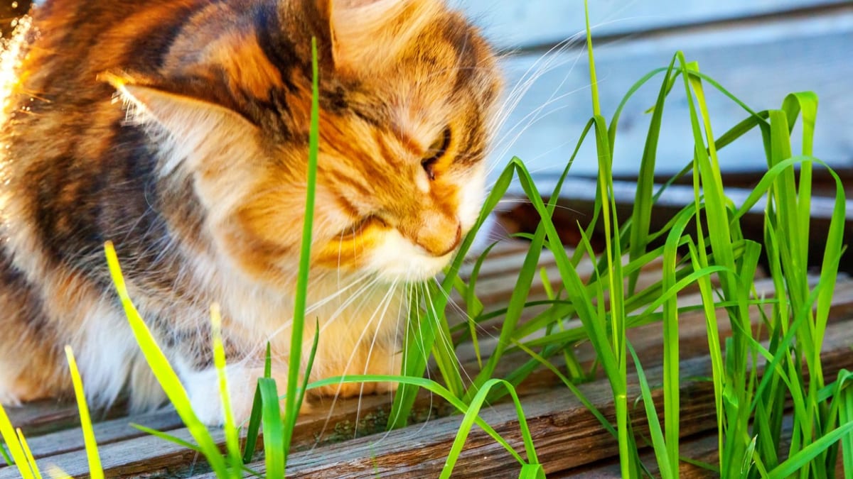 Pokud máte kočku v bytě bez přístupu na trávník, rozhodně jí pěstujte trávu v květináči