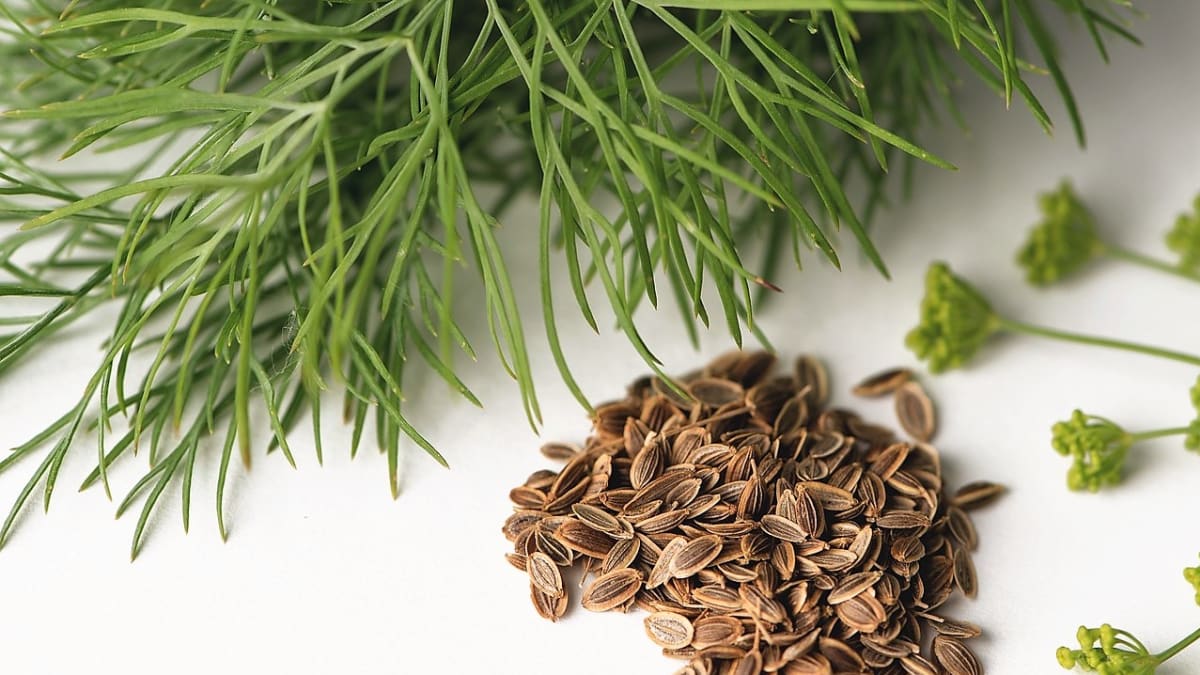 Kopr vonný (Anethum graveolens) je oblíbené aromatické koření i léčivá bylina