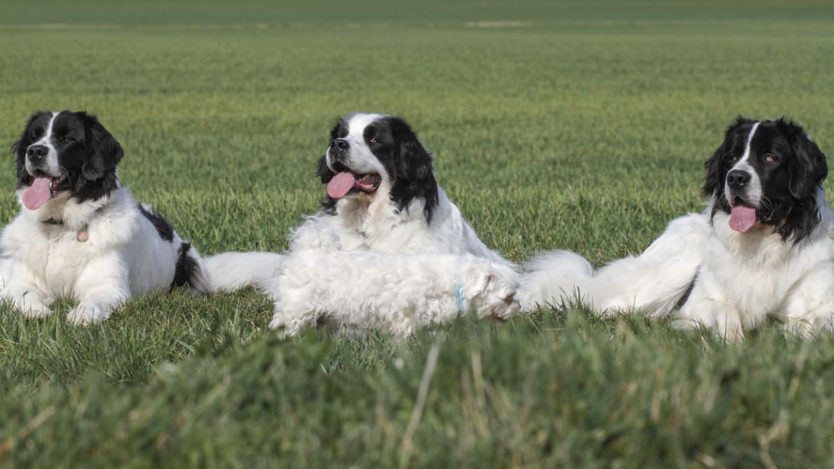 Nejkrásnější psí obříci: Landseer