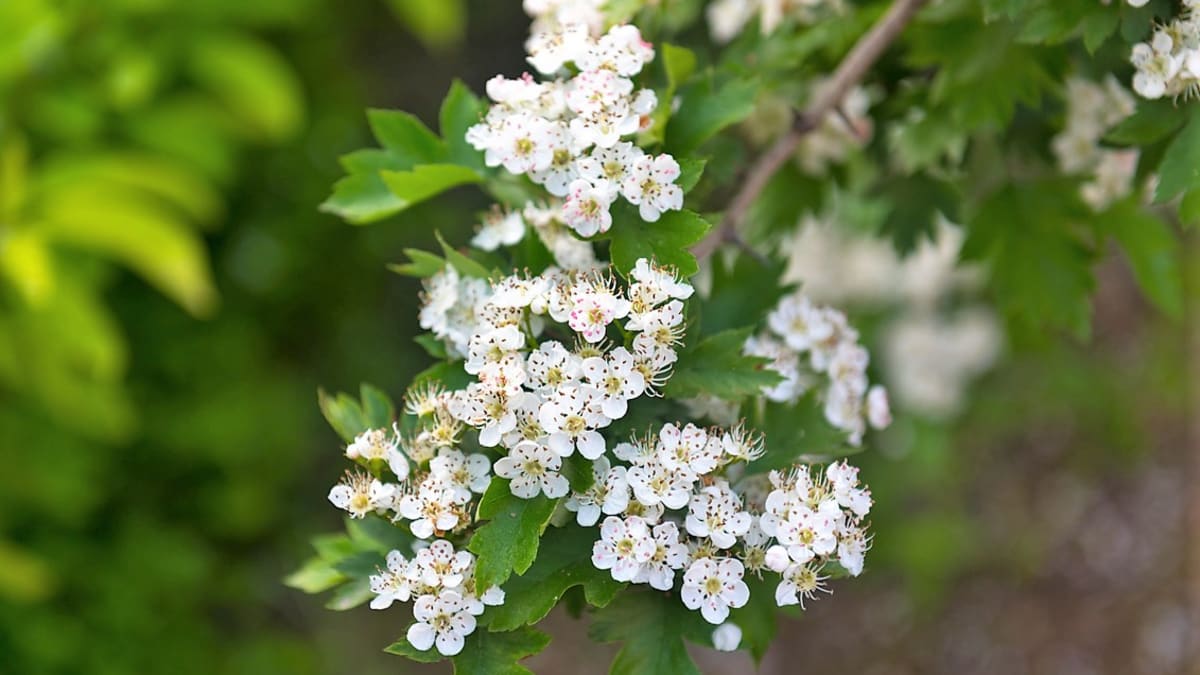 Pro léčebné využití se na jaře sbírají nezdřevnatělé konce větévek s listy a květy nebo samotné květy, ideálně ještě úplně nerozvité.