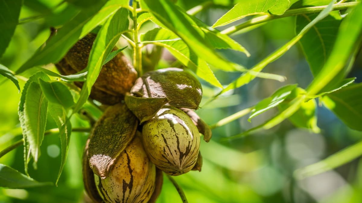 Pekanové ořechy můžete pěstovat i v našich podmínkách
