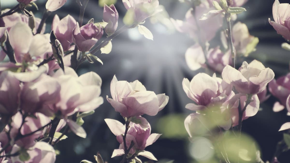 Krása magnolie - Obrázek 4