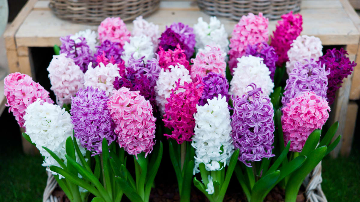Květy hyacintů (Hyacinthus) mohou být bílé, smetanové, růžové, fialové, oranžové, červené, modré nebo žluté