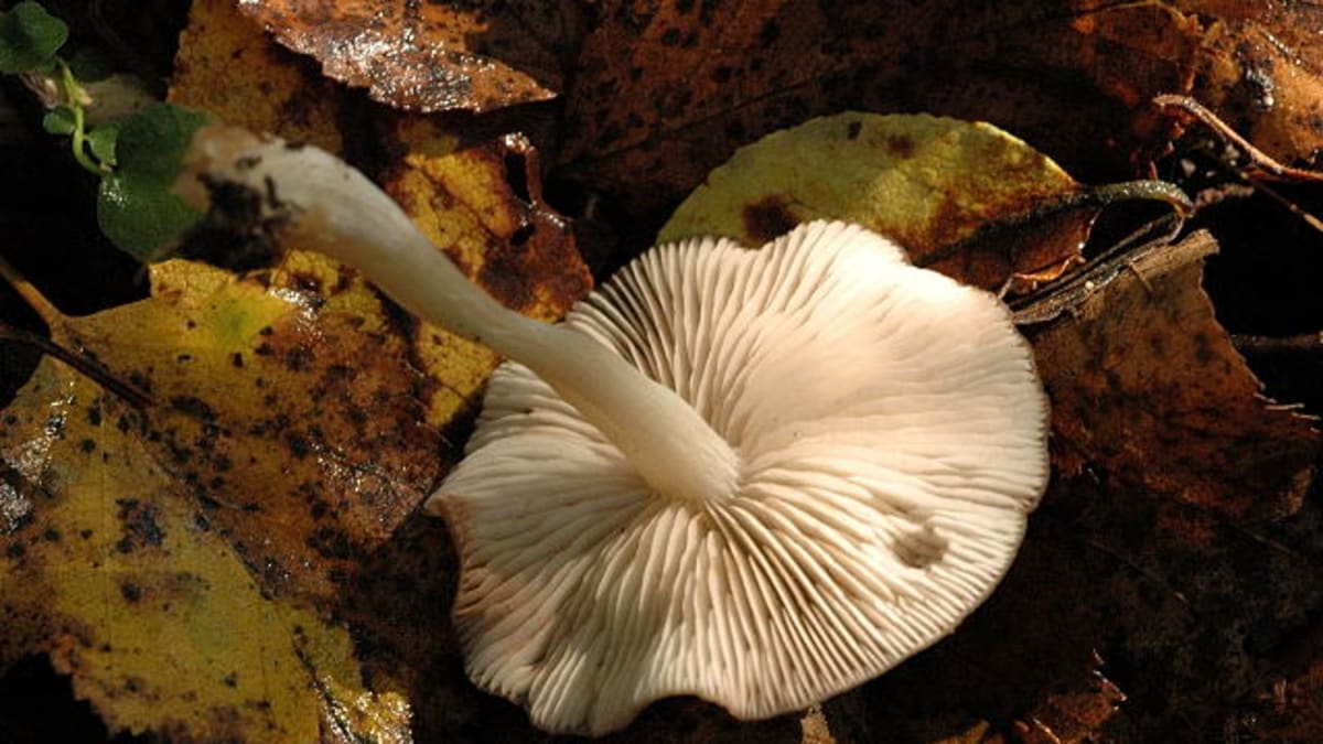 Jedovaté houby - Obrázek 5