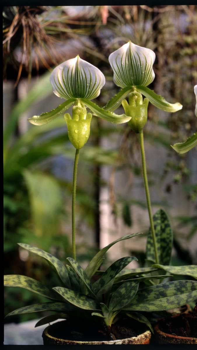 Střevíčník/Paphiopedilum hybridum maudiae