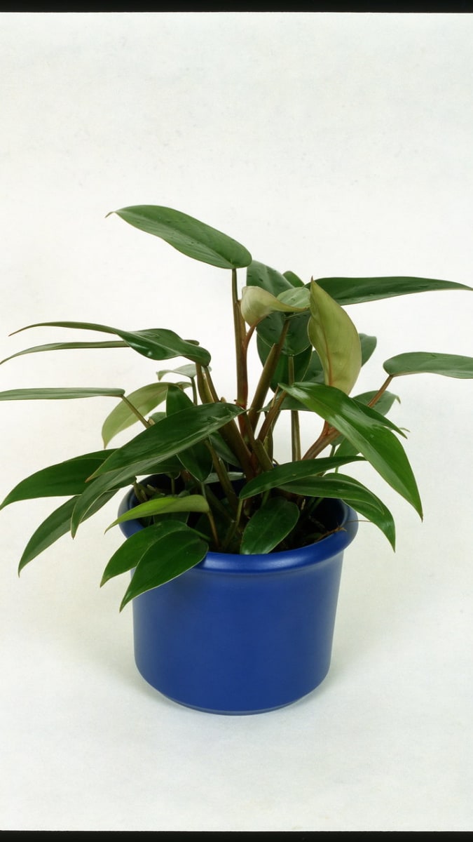 Filodendron/Philodendron erubescens imperial green
