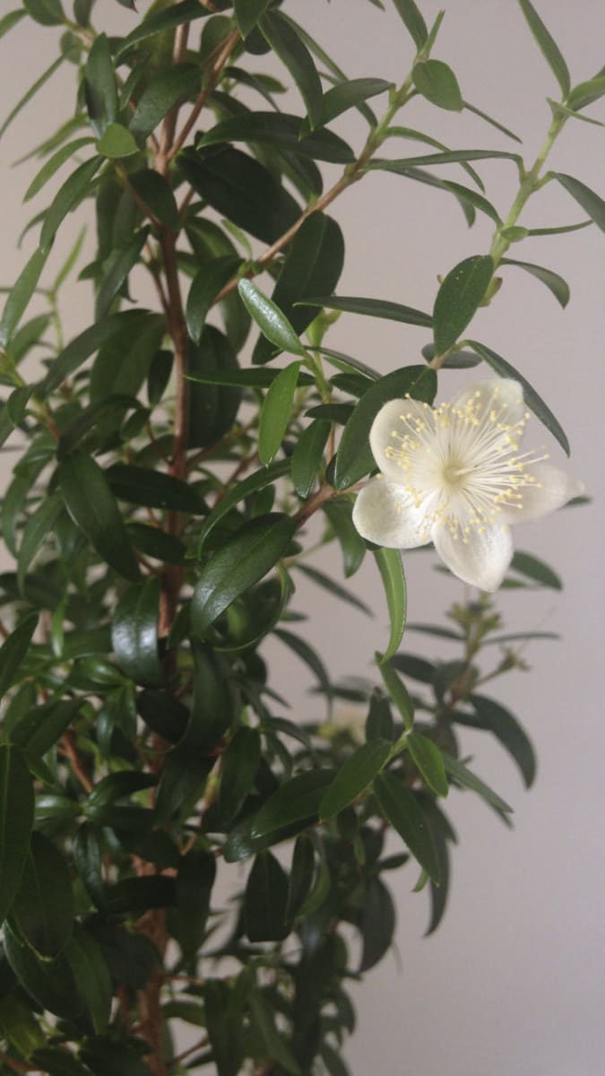 Rostliny s pozitivní energií - Obrázek 7 - Blahovičník (Eucalyptus)