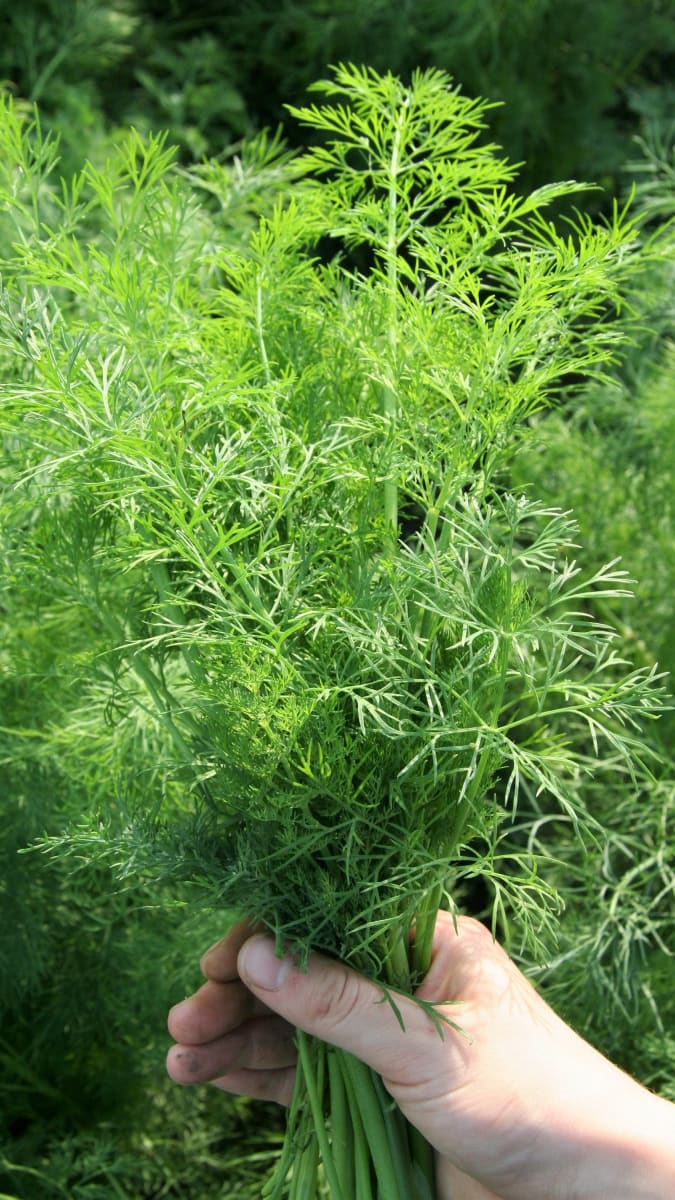 U nás velice oblíbený kopr vonný (Anethum graveolens) je na pěstování poměrně nenáročný.