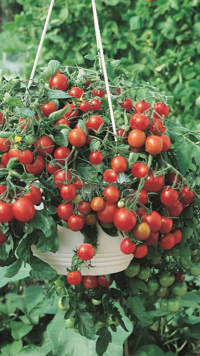 Rostliny vhodné do nádob - Obrázek 3 - rajčata Tumbling Tom RED