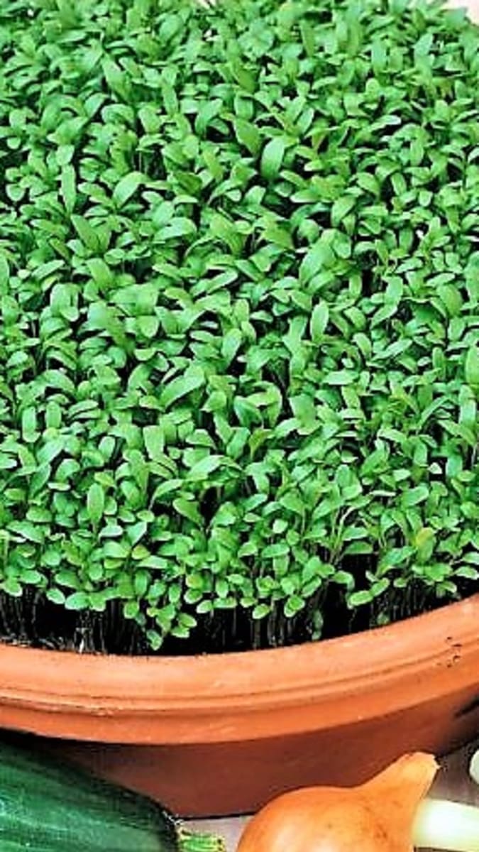 Řeřicha zahradní nebo taky setá (Lepidium sativum) obsahuje velké množství vitaminu C, který nám chybí hlavně v zimním období