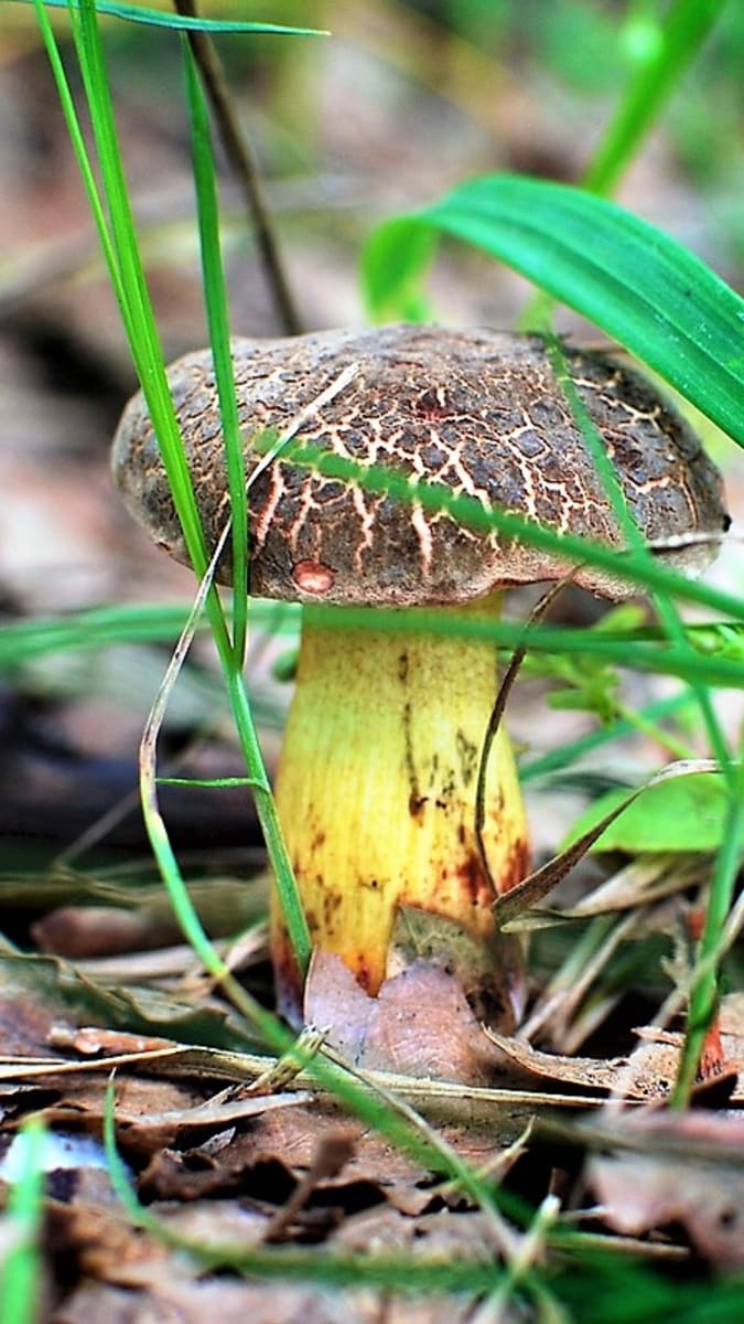 Hřib žlutomasý (Xerocomus chrysenteron) roste praktiky celou houbařskou sezonu, tedy od konce května až do konce října na celém území Česka.