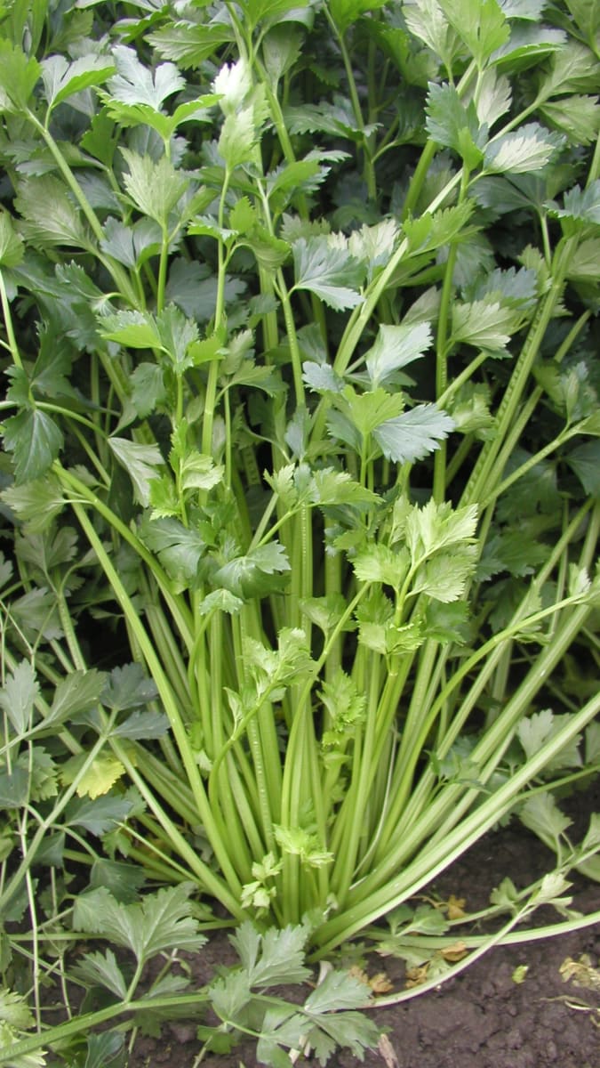 Listový celer je u nás ještě větší raritou než celer řapíkatý. Určitou dobou se mu dokonce říkalo celeropetržel.