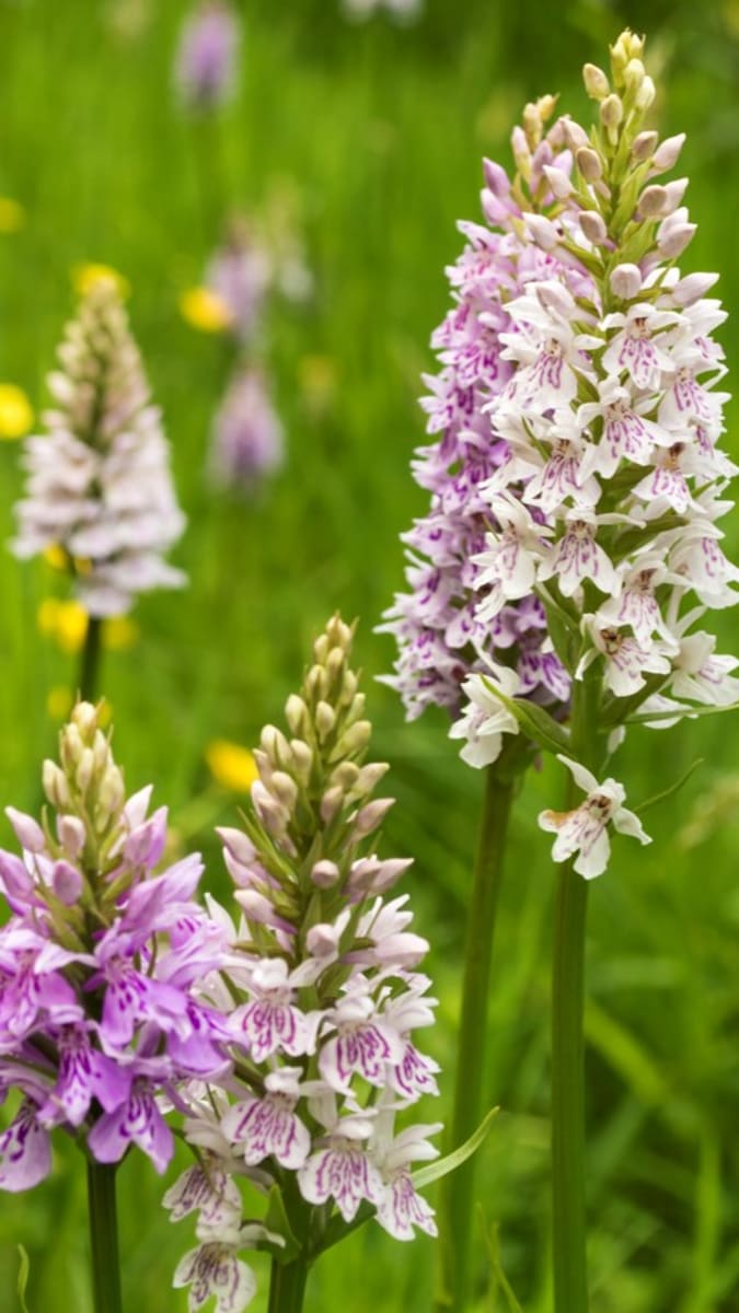 Zemní orchideje, které můžete právě teď potkat v přírodě 4