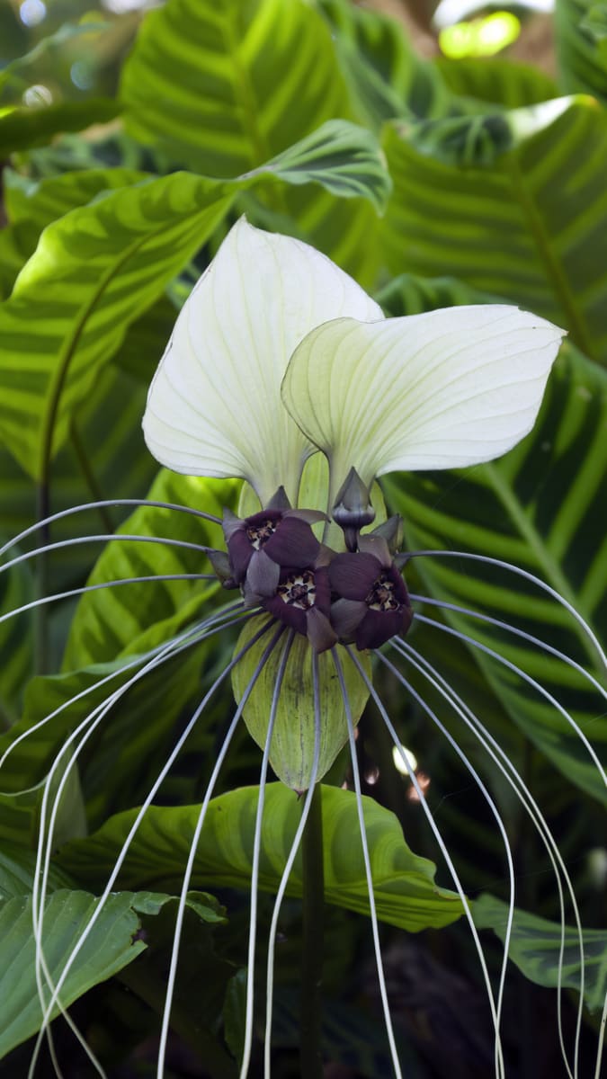 Netopýří květina, taka bílá (Tacca integrifolia)
