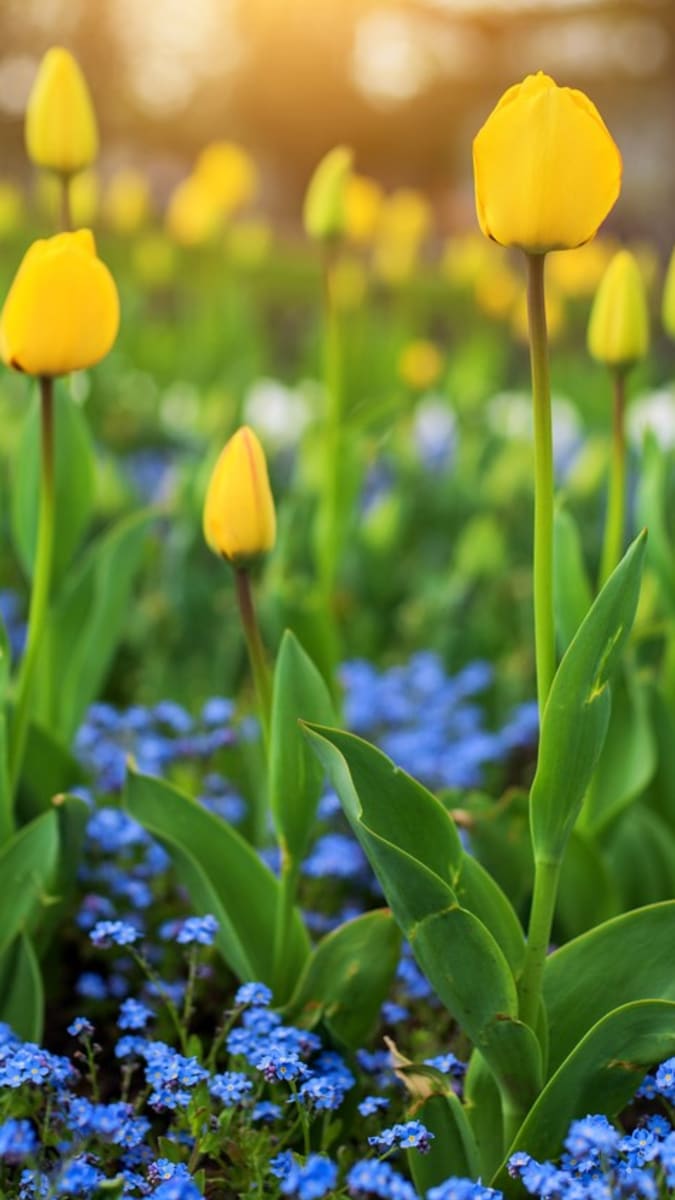 Jak se na podzim postarat o dvouletky: pomněnky v tulipánovém poli
