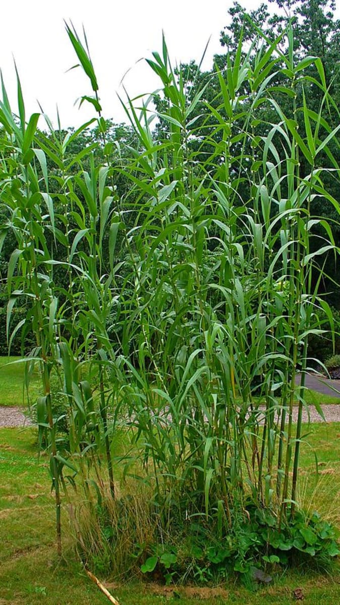 Soliterní traviny - Obrázek 4 - Trsť rákosovitá (Arundo donax)
