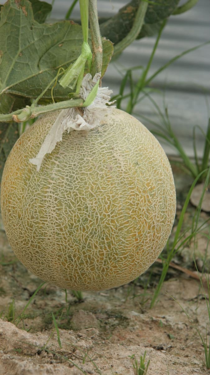  Cukrový  meloun má menší oválný tvar, tuhou žlutou slupku, uvnitř lehce nazelenalou dužninu, obsahuje 6 až 8 cukru.