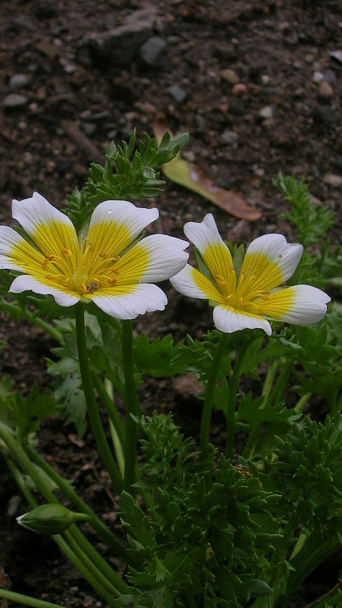 Květiny, které ochrání zeleninu - Obrázek 3 - Voďankovec Douglasův (Limnanthes douglasii)