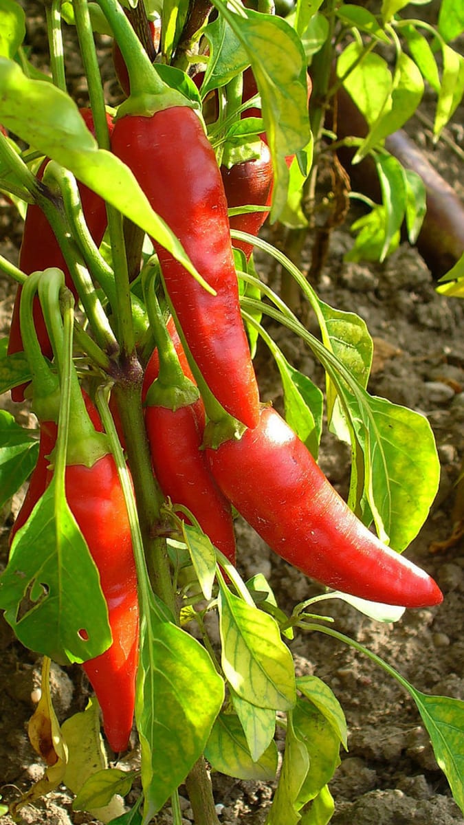 Jak pěstovat chilli papričky 4