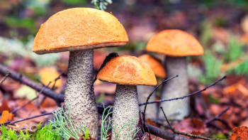 Křemenáče jsou takřka dokonalé houby. Jak je poznat, kde je hledat a co s nimi dělat