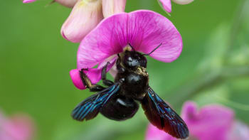 Drvodělka, obří včela samotářka, je neškodná a užitečná. Vaší zahradě prospěje