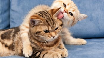 Kočičí sbližování: Jak seznámit svou kočku s novou kočičí kamarádkou či kamarádem