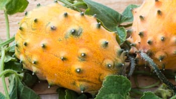 Kiwano: Vypěstujte si pichlavou okurku s chutí melounu