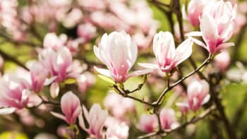 Magnólie: Vznešené krásky jarních zahrad právě vykvétají